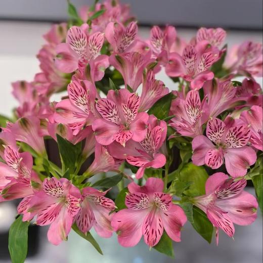 六出花 | 天使粉 商品图0