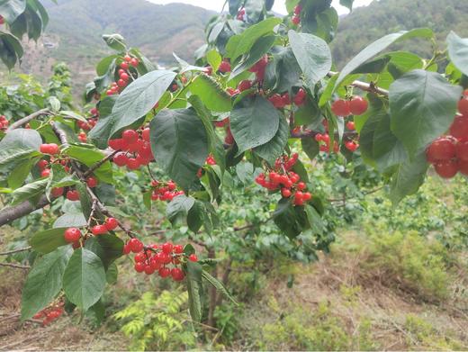 云南深山新鲜老品种小樱桃  产地：云南楚雄【基地直发】表皮娇嫩，容易磕碰，介意勿拍 商品图2