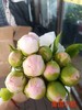 进口品种美国小姐芍药花5支 商品缩略图8