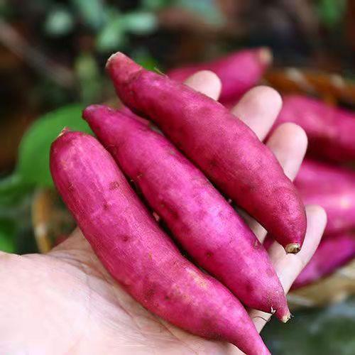 【粉糯香甜❗️新鲜小香薯】现摘现发新鲜直达，红皮黄心肉质细腻，口感绵密无筋无丝，新鲜地瓜番薯包邮现挖当季小香薯L 商品图1