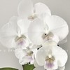 蝴蝶兰 | 白富美（可能有轻微瑕疵不售后，介意慎拍） 商品缩略图0