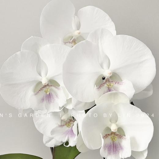 蝴蝶兰 | 白富美（可能有轻微瑕疵不售后，介意慎拍） 商品图0