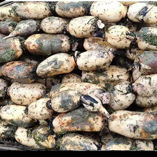 正宗新鲜莲藕5斤整箱应季蔬菜10批发包邮现挖脆粉3斤湖北云南脆藕 商品图1