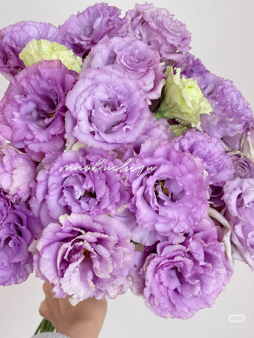 【2026.4.10】特价：0.4 kg波浪浅紫洋桔梗19.9（现货 下单即可到店自提） 商品图2