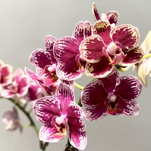 蝴蝶兰 | 可乐（可能有轻微瑕疵不售后，介意慎拍） 商品图0