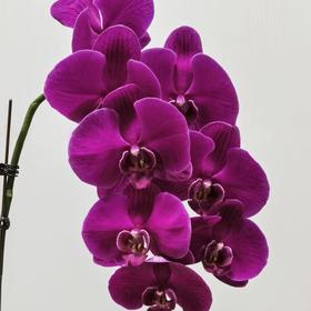 兰花 | 蝴蝶兰大辣椒（轻微瑕疵不售后，介意慎拍）