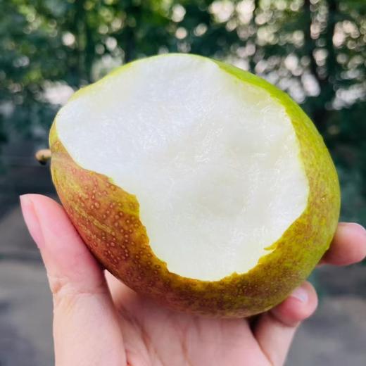【产地直供❗️新鲜红香酥梨】产地直供现摘现发，果肉细腻脆嫩，汁水丰盈甜度高，解腻加餐，带来清爽脆甜体验，9斤整箱母梨子当季新鲜水果红香酥梨水果L 商品图1