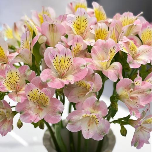 六出花 | 蜜桃粉 商品图0