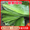 耐煮不破/新鲜大粽叶200片真空包装宽叶家用大号新叶批发包粽子叶 商品缩略图0