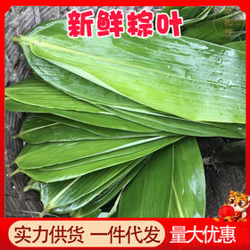 耐煮不破/新鲜大粽叶200片真空包装宽叶家用大号新叶批发包粽子叶