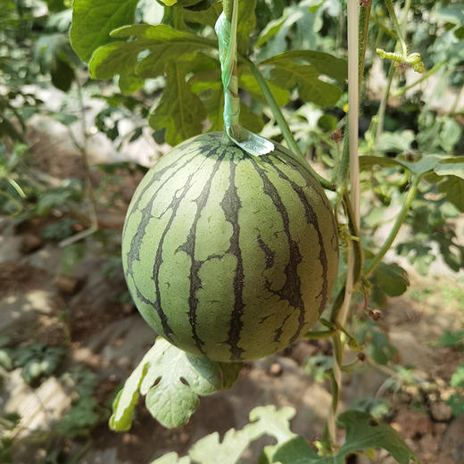 沁疆红新疆吐鲁番火洲小西瓜，手剥西瓜，脆甜多汁 商品图3