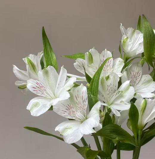 六出花 | 云朵白 商品图0