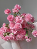 【2026.4.10】特价：1扎A级多头康乃馨珍珠粉19.9（现货 下单即可到店自提） 商品缩略图3