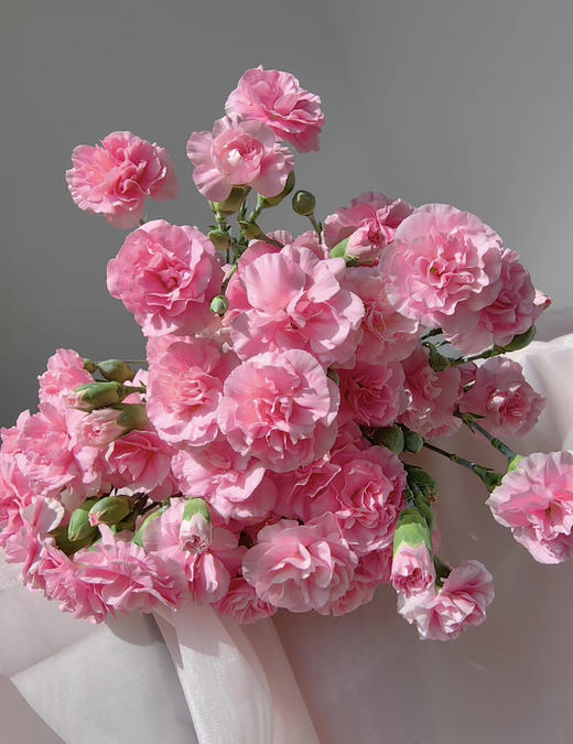 【2026.4.10】特价：1扎A级多头康乃馨珍珠粉19.9（现货 下单即可到店自提） 商品图3