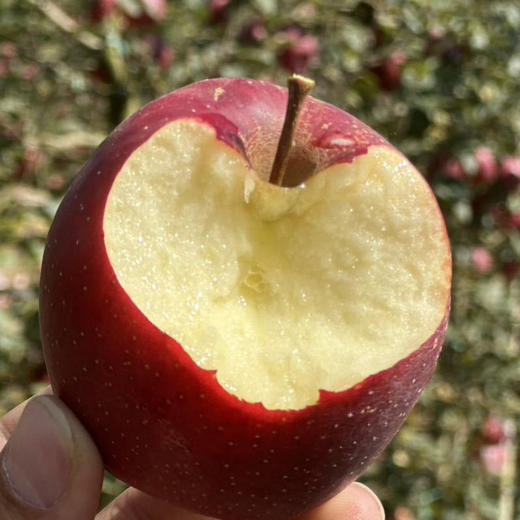 瑞香红苹果，高标准种植保障，它真的跟普通苹果不一样【G】 商品图3