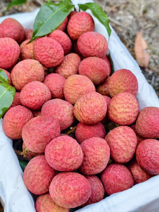 海南早熟荔枝新品种星荔 果型圆润 果肉饱满清甜 宛若羊脂 源头直采 树上熟 商品图2