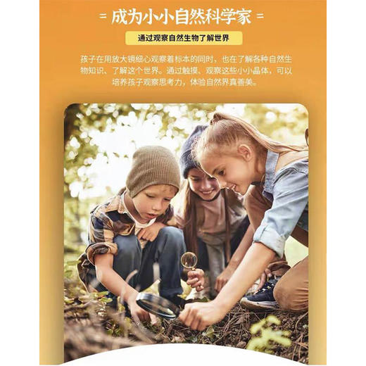 树脂标本昆虫标本真虫植物海洋学生礼物教学玩具黑盾胡蜂标本-纪念日百货门店同款171093248 商品图4