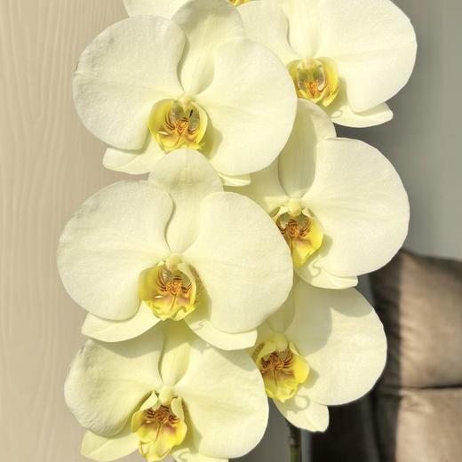 蝴蝶兰 | 大绿花（可能有轻微瑕疵不售后，介意慎拍） 商品图0