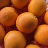 最新到货！家庭装~李小橙玫瑰血橙【净重约5斤】：爆汁口感，几乎纯甜，风味浓郁，适合榨汁水果中的“维C炸弹”，果肉细嫩 每一口都饱含满满活力。 商品缩略图4