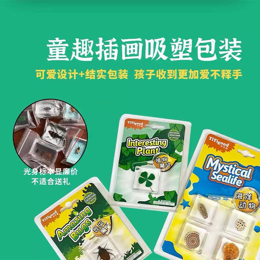树脂标本昆虫标本真虫植物海洋学生礼物教学玩具东亚钳蝎标本-纪念日百货门店同款171093176 商品图2