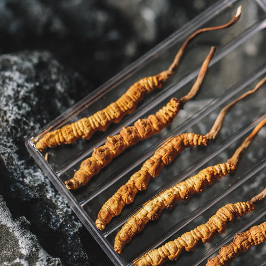 羽心堂 雪顶曜日冬虫夏草 10根特级 虫草 孕妇不可用 久虚 商品图0