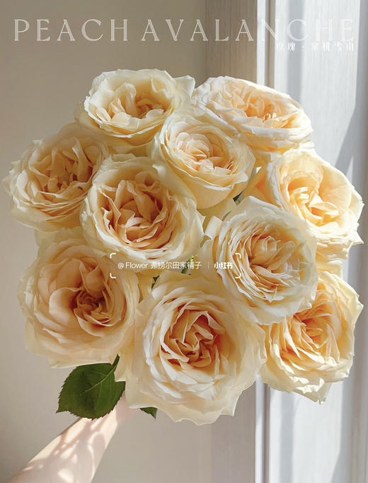 【2026.4.10】特价：1扎20枝蜜桃雪山玫瑰19.9（现货 下单即可到店自提） 商品图2