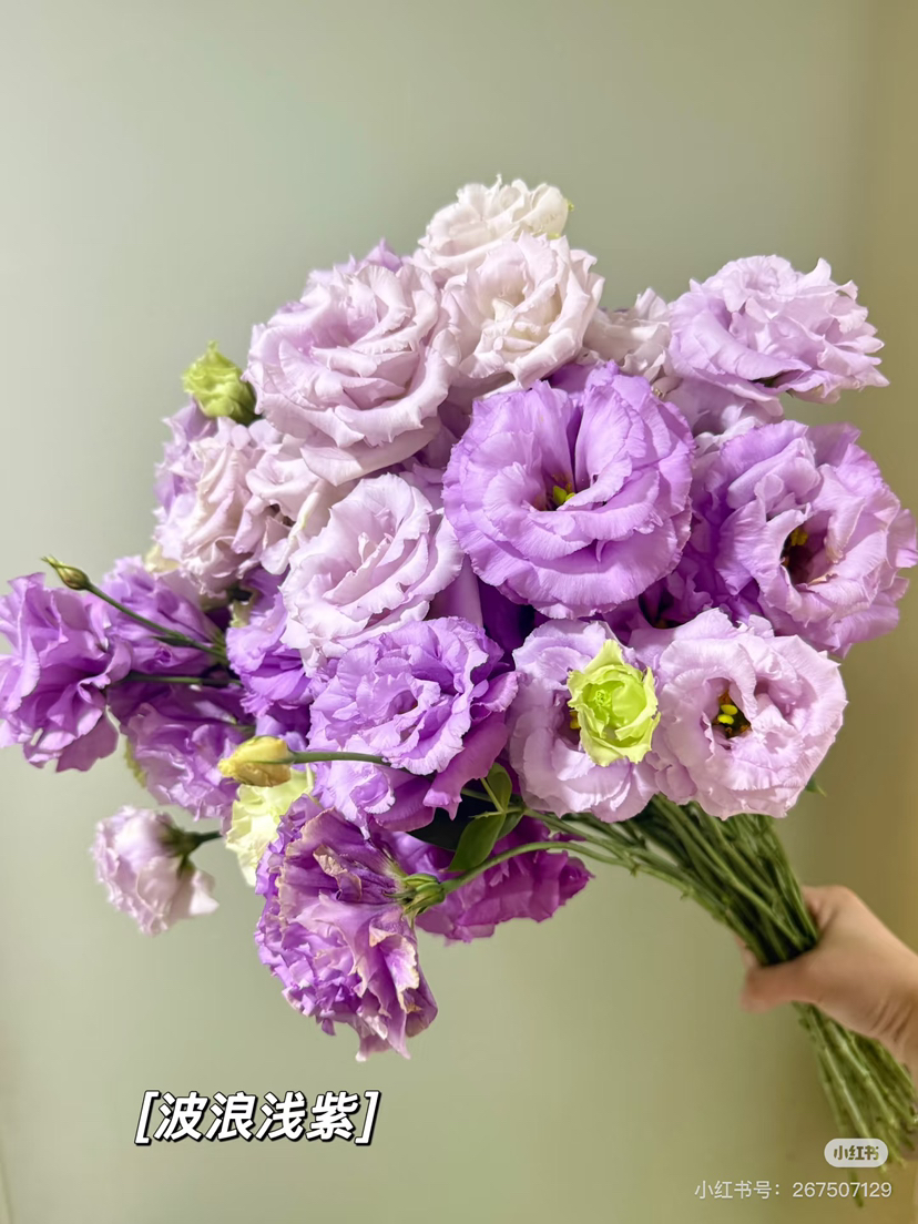 【2026.4.10】特价：0.4 kg波浪浅紫洋桔梗19.9（现货 下单即可到店自提）
