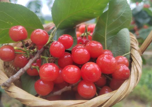 云南深山新鲜老品种小樱桃  产地：云南楚雄【基地直发】表皮娇嫩，容易磕碰，介意勿拍 商品图1