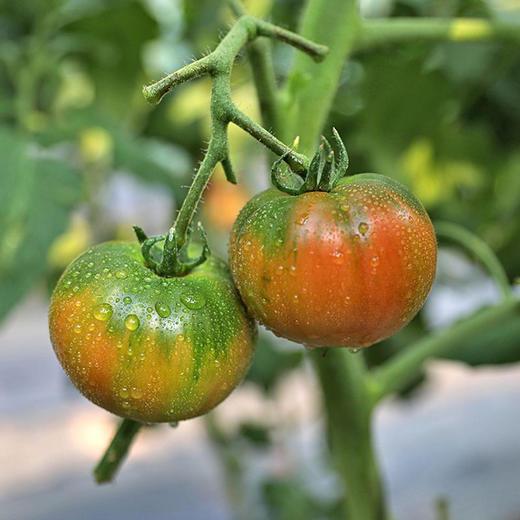 铁皮草莓番茄🍅
底部呈绿色，果面青红相间，肉厚味甜，肉质脆爽，酸度和糖度都非常高，口味非常出众。。。小时候哒味道！ 商品图5