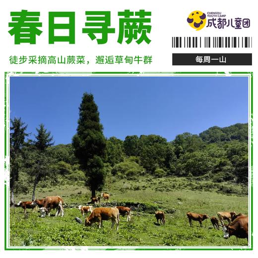 每周一山丨「采摘高山蕨菜-卧龙高山牧场亲子徒步」趁着好天气，赴一场与山野的浪漫约会 商品图0