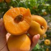 【酸甜多汁❗️陕西大黄杏】自家果园自然成熟，果肉饱满汁水充足，酸甜平衡口感清爽，适配日常健康加餐，夏日解腻，新鲜杏子应季水果杏酸甜3斤金太阳黄L 商品缩略图2