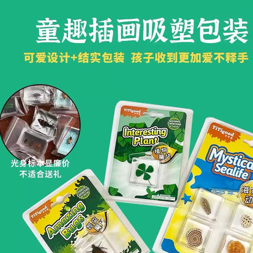 树脂标本昆虫标本真虫植物海洋学生礼物教学玩具黑盾胡蜂标本-纪念日百货门店同款171093248 商品图2