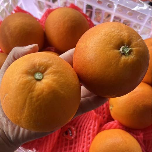 最新到货！家庭装~李小橙玫瑰血橙【净重约5斤】：爆汁口感，几乎纯甜，风味浓郁，适合榨汁水果中的“维C炸弹”，果肉细嫩 每一口都饱含满满活力。 商品图3