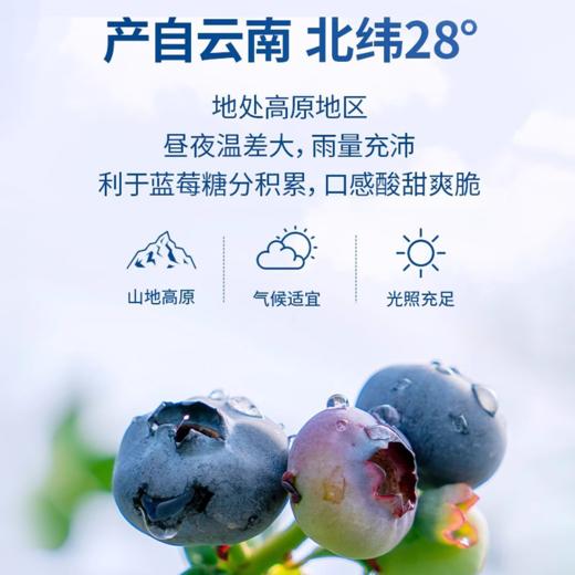 【云南花香蓝莓礼盒】22mm+巨无霸大果，脆甜爆浆，天然花香，一口补满春日元气~ 商品图1