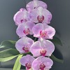 蝴蝶兰 | 水蜜桃（可能有轻微瑕疵不售后，介意慎拍） 商品缩略图0