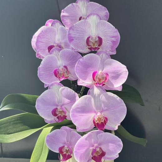 蝴蝶兰 | 水蜜桃（可能有轻微瑕疵不售后，介意慎拍） 商品图0