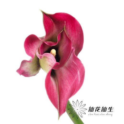 丽江马蹄莲 ｜ 变异浪漫【轻微压伤不售后，介意慎拍】 商品图3