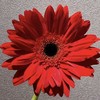 非洲菊 | 非洲菊海部 商品缩略图0