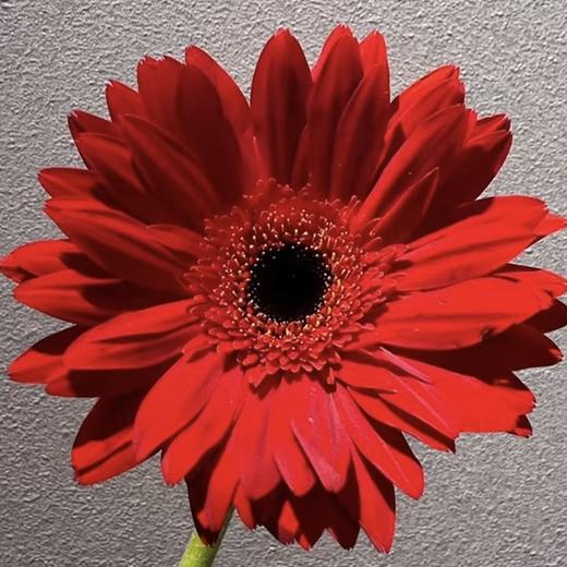 非洲菊 | 非洲菊海部 商品图0