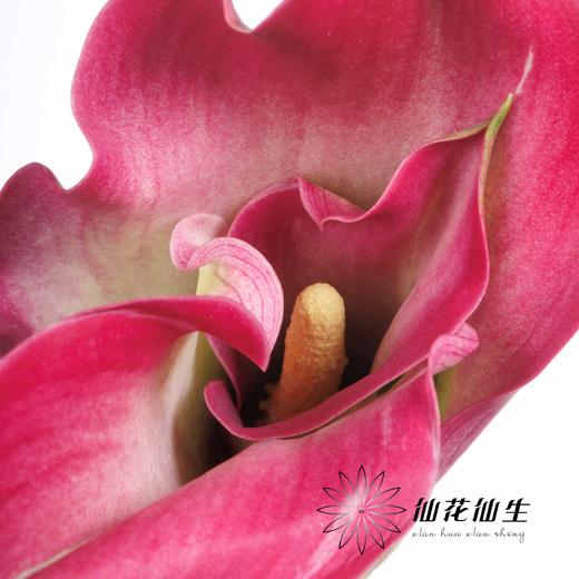 丽江马蹄莲 ｜ 变异浪漫【轻微压伤不售后，介意慎拍】 商品图1