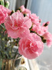 【2026.4.10】特价：1扎A级多头康乃馨珍珠粉19.9（现货 下单即可到店自提） 商品缩略图2