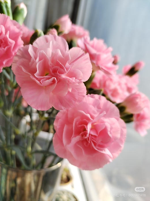 【2026.4.10】特价：1扎A级多头康乃馨珍珠粉19.9（现货 下单即可到店自提） 商品图2