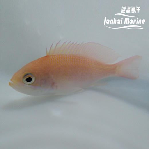 三色宝石 母 商品图1