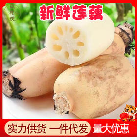 正宗新鲜莲藕5斤整箱应季蔬菜10批发包邮现挖脆粉3斤湖北云南脆藕