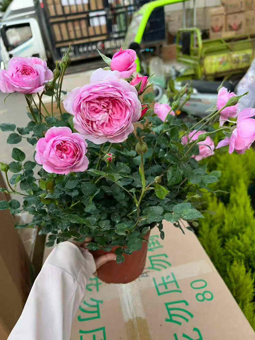 【2026.4.9绿植现货】180 #铃之妖精20月季（地栽可过冬 现货，下单即可到店自提） 商品图4