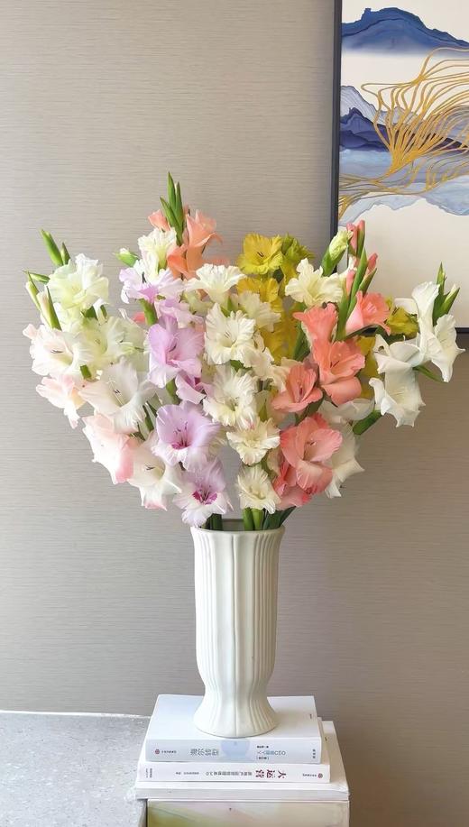 剑兰10枝 商品图0