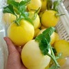 正宗山东头茬小蜜蜂甜瓜5斤新鲜水果香瓜10批发包邮3斤星甜20蜜罐 商品缩略图1