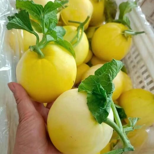 正宗山东头茬小蜜蜂甜瓜5斤新鲜水果香瓜10批发包邮3斤星甜20蜜罐 商品图1