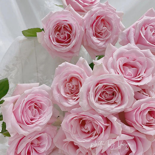 【顺丰冷链/中通空运/EMS空运】玫瑰鲜花任选4扎包邮 云南基地现采现发直发 每一款都是心动花 红玫瑰 黄玫瑰 卡布玫瑰 商品图4