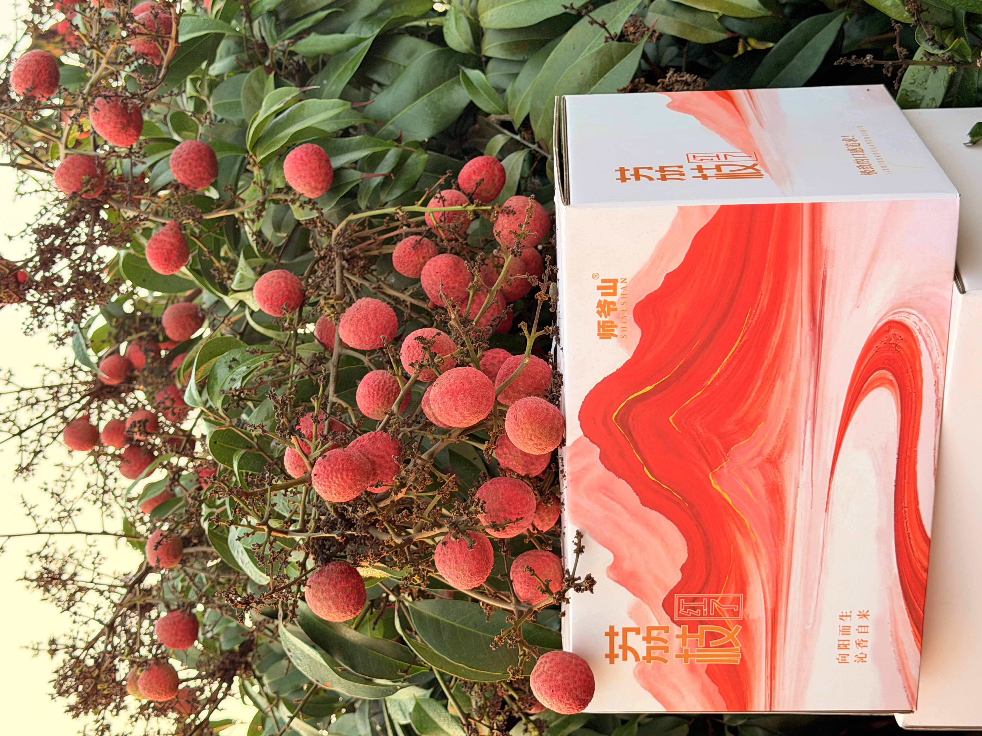 海南早熟荔枝新品种星荔 果型圆润 果肉饱满清甜 宛若羊脂 源头直采 树上熟